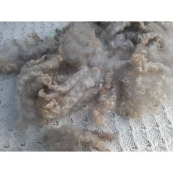 leicester longwool 5