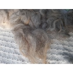 heideschnucke 2
